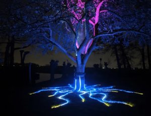 tree of life 1