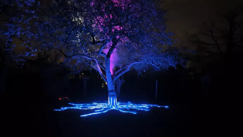 tree of life 2