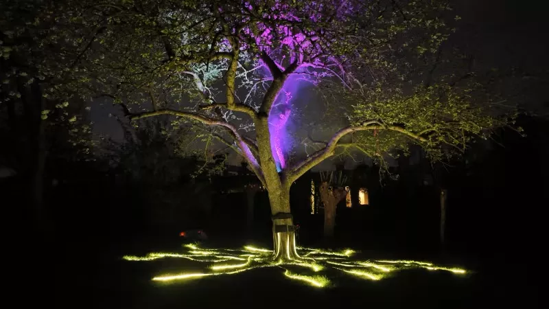 tree of life 3